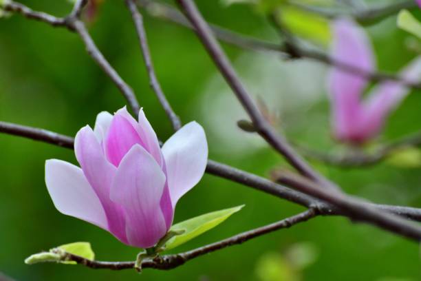 istock Magnolia liliiflora / Lily Magnolia 1140497760