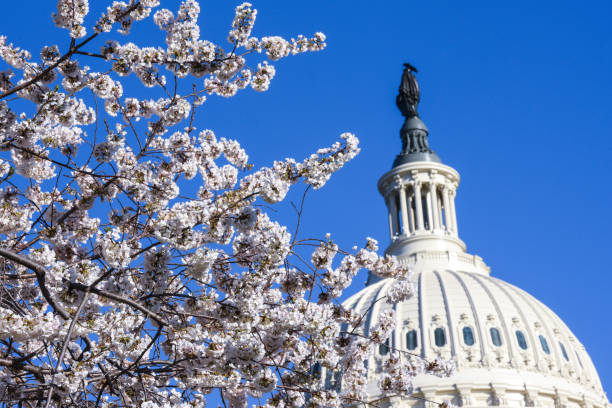 istock US Congress in Washington DC - Capitol Building at Capitol Hill - Spring time with cherry blossom trees 1140497908
