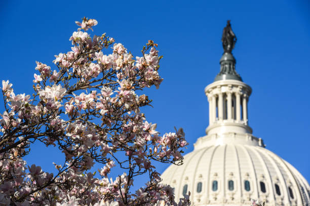 istock US Congress in Washington DC - Capitol Building at Capitol Hill - Spring time with cherry blossom trees 1140498643