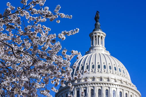 Congress of the United States at Capitol Hill in Washington DC. Picture taken in Spring time with cherry blossom trees in surrounding