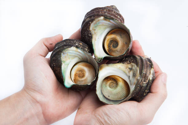 istock Fresh Japanese Horned turban shell on white background 1140498897