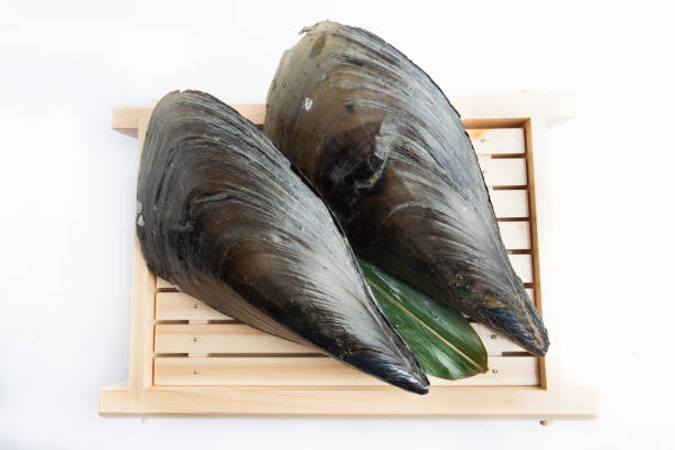 istock Fresh Japanese Pen-shell clam on white background 1140498898