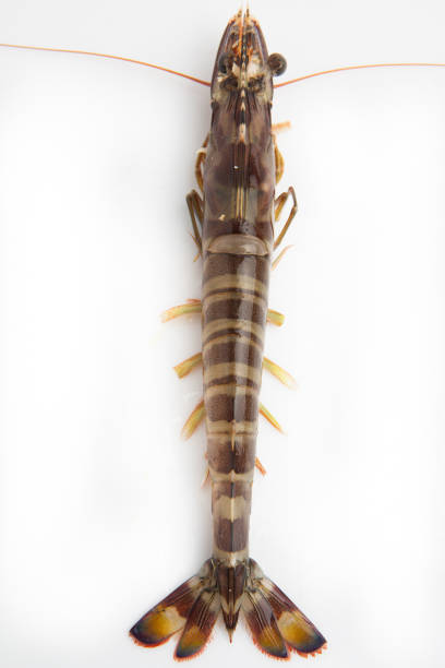 istock Fresh Japanese shrimp on white background 1140498986