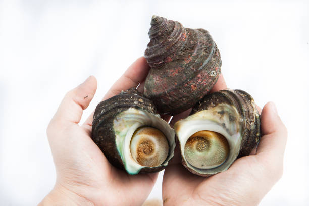istock Fresh Japanese Horned turban shell on white background 1140499094