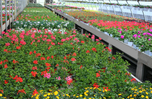 istock geranium flowers for sale inside a greenhouse 1140500181