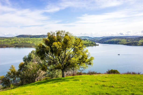 istock Mature Tree Overlooking Large Reservoir 1140500359
