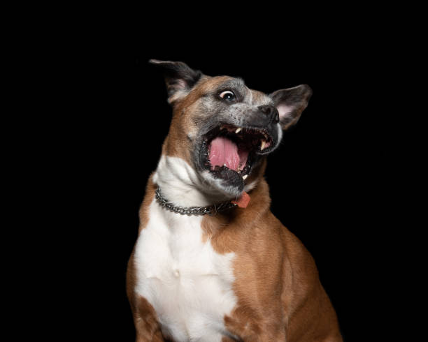 istock picture of a boxer dog 1140500599