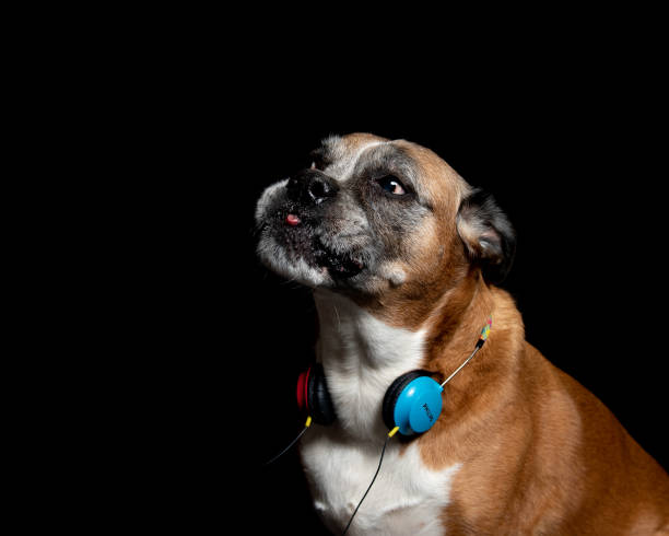 istock picture of a boxer dog 1140500601