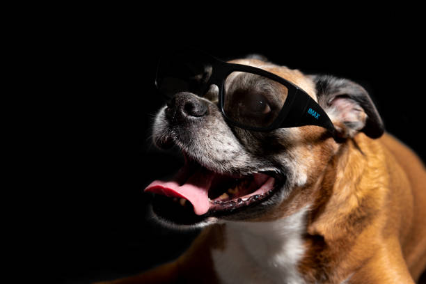 istock picture of a boxer dog 1140500603