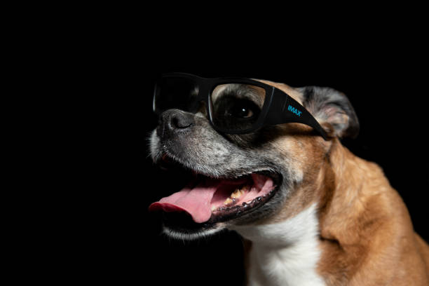 istock picture of a boxer dog 1140500614
