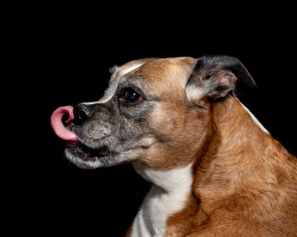 istock picture of a boxer dog 1140500624