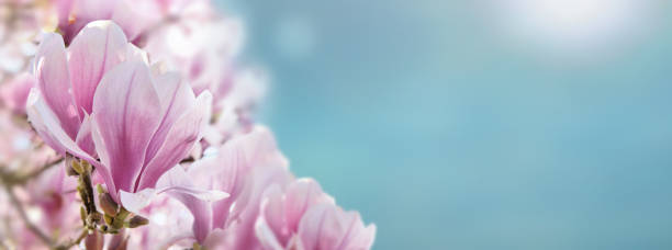 feche em flowerss bonitos do magnolia em um céu azul ensolarado na mola - spring magnolia flower sky - fotografias e filmes do acervo