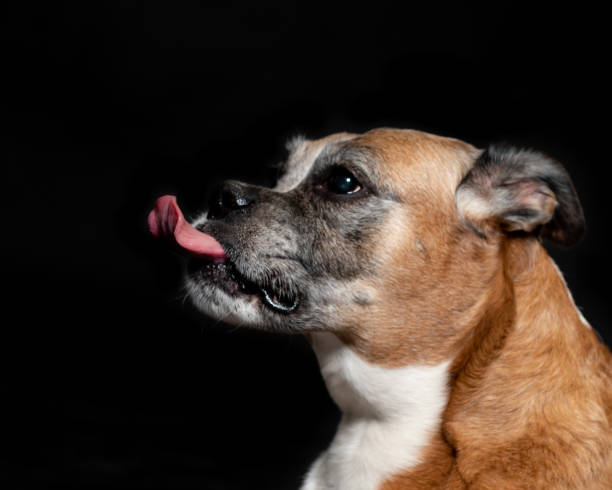 istock picture of a boxer dog 1140500693