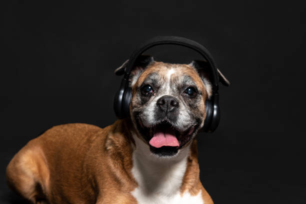istock picture of a boxer dog 1140500698