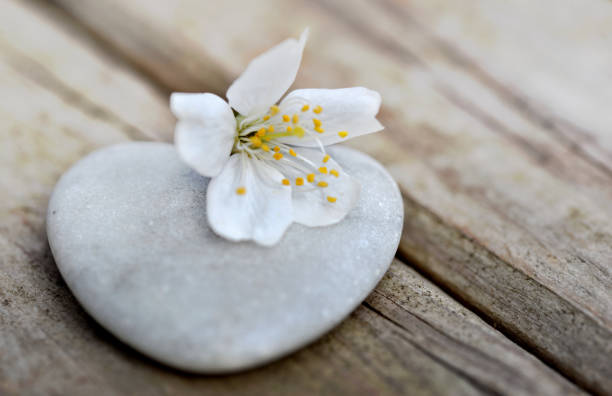 flower of fruit tree on a heart-shaped pebble on wooden board