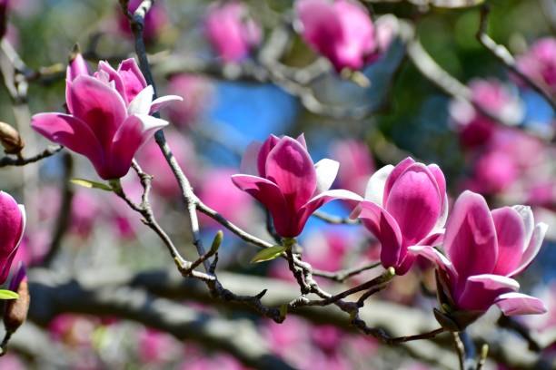 istock Magnolia liliiflora / Lily Magnolia 1140501475