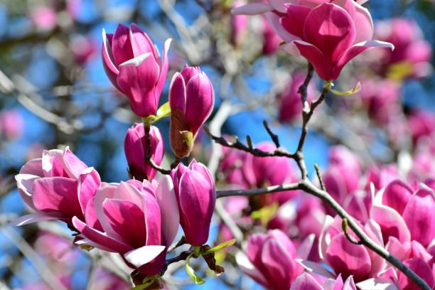istock Magnolia liliiflora / Lily Magnolia 1140501494
