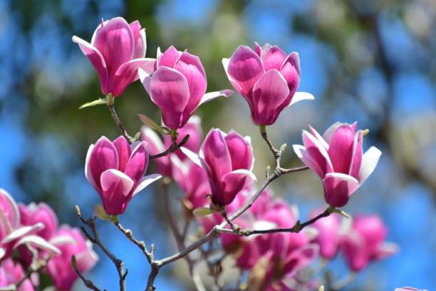 magnolia liliiflora / lily magnolia - magnolia blossom flower head single flower foto e immagini stock