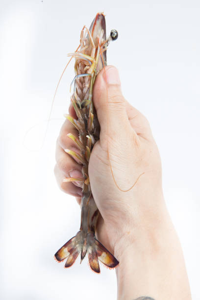 istock Fresh Japanese shrimp on white background 1140501632