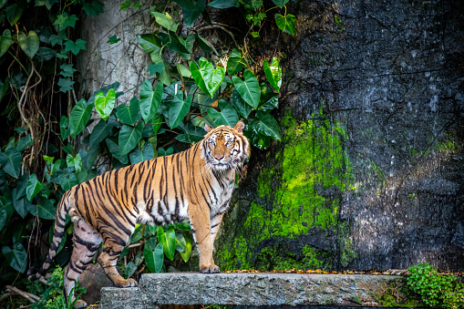 Tiger (Panthera tigris) is most recognizable for its dark vertical stripes on reddish-orange fur with a lighter underside.