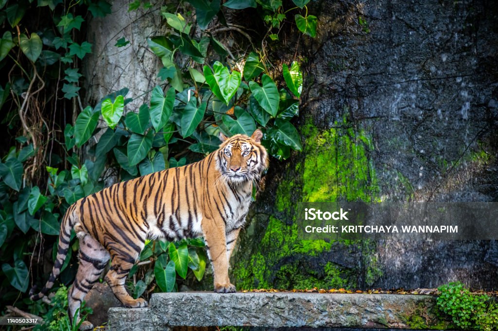 Tiger in the zoo Tiger (Panthera tigris) is most recognizable for its dark vertical stripes on reddish-orange fur with a lighter underside. Tiger Stock Photo