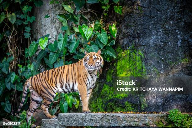 Tiger In The Zoo Stock Photo - Download Image Now - Tiger, Zoo, Rainforest