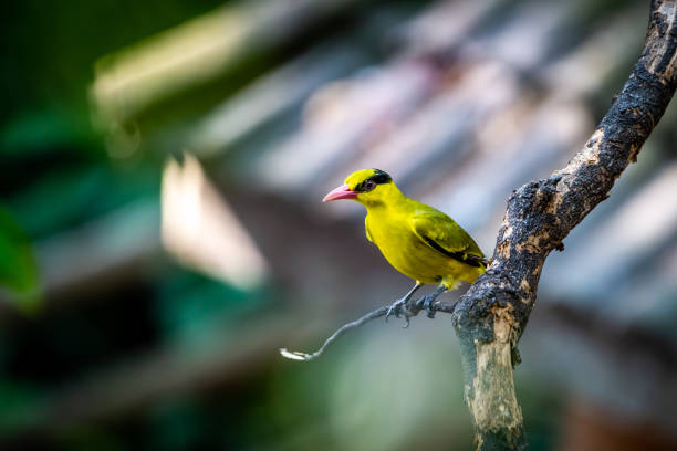 el oriolo de la nuca negra (oriolus chinensis), pájaro amarillo verde en el árbol - thorn black bird tree fotografías e imágenes de stock