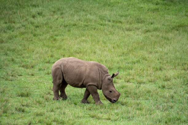 Seen at Malamala Game Reserve