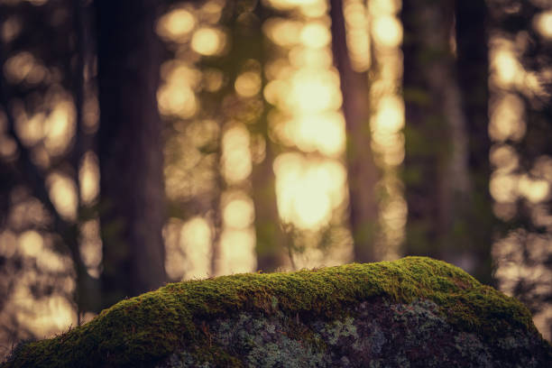 mossa på en sten med varm bakgrund ur fokus - svensk skog bildbanksfoton och bilder