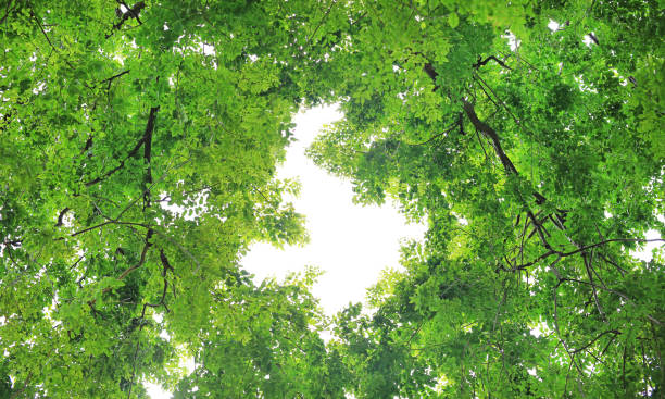 istock Tree leaf and branches in the garden against sky background with copy space. 1140508419