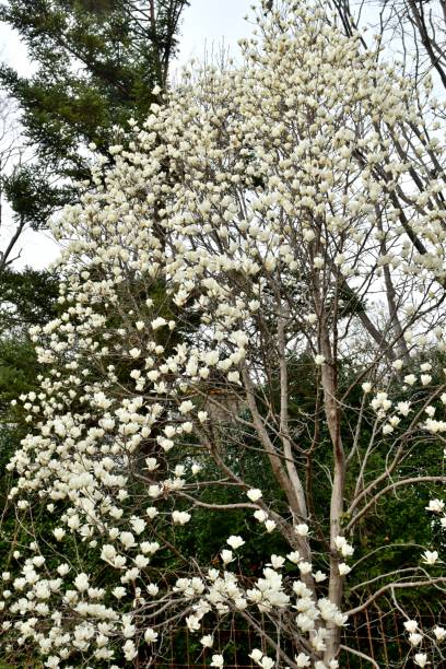 istock Magnolia denudata / Yulan magnolia Flower 1140508726