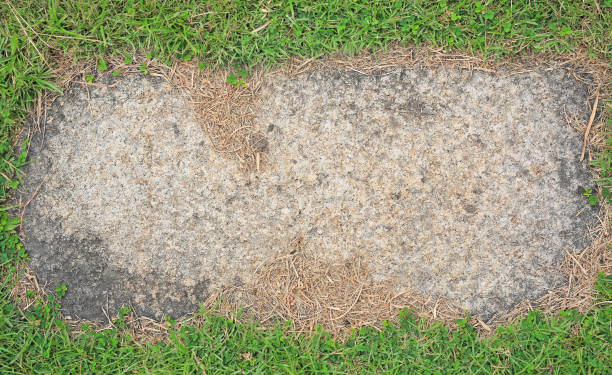 istock Stone texture background covered with green grass around. 1140510360