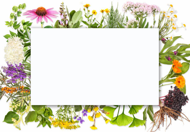 istock Blank label with medical plants 1140510669
