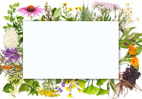 Blank label framed by medicinal plants.