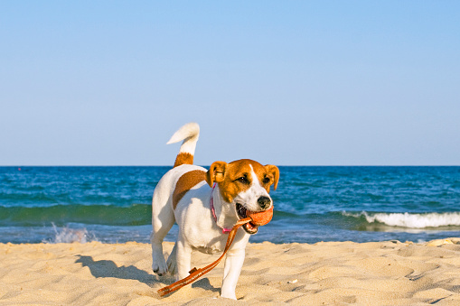 happy jack russell terrier ball and little girl on the seashore