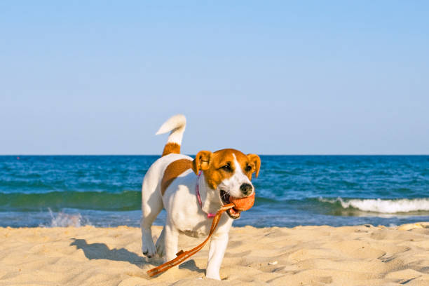 happy jack russell terrier ball and little girl on the seashore happy jack russell terrier ball and little girl on the seashore dog beach stock pictures, royalty-free photos & images