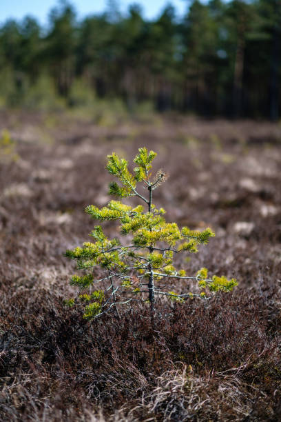 istock young pine trees in swamp area with blur background 1140511523