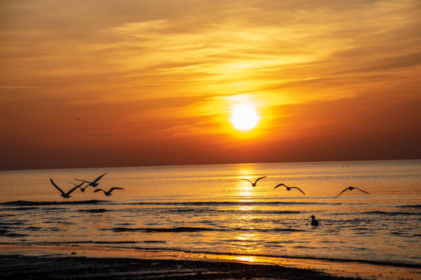 istock beautiful duck swimming in calm water 1140511635