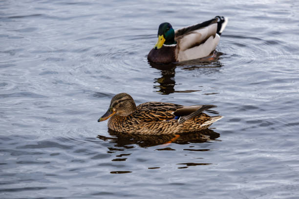 istock beautiful duck swimming in calm water 1140511672