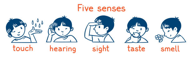 zestaw monochromatycznych rozmiarów pięciu zmysłów. ilustracja chłopców - snorting stock illustrations