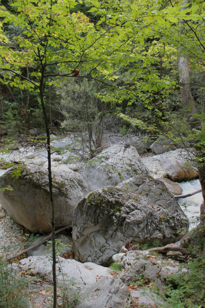 istock Dense Forest next to the Pozar Thermal Baths Aridaia Greece 1140515784