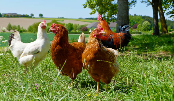 istock Free Range Chicken on organic Farm - Home Farming 1140515925