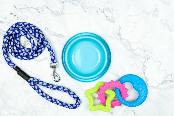 istock Bowl and pet accessories with copy space 1140517301