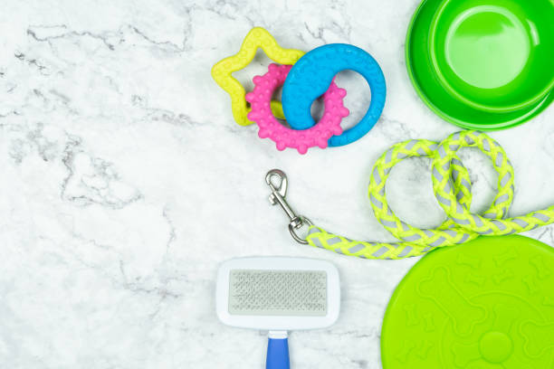 istock Pet supplies with copy space concept. 1140517341