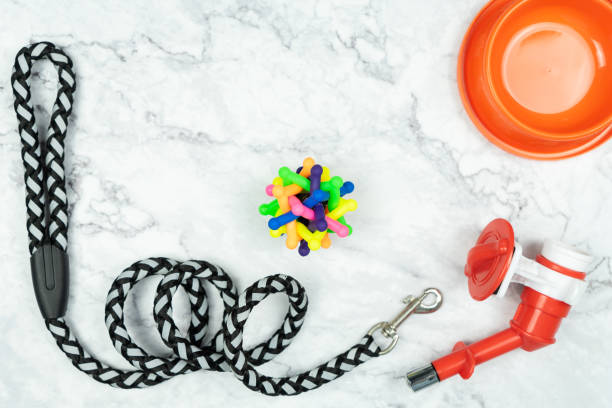 istock Rubber toy and pet accessories with copy space 1140517408