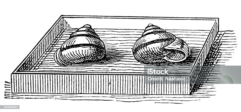 Snail in the collection Illustration of a Snail in the collection 19th Century Style stock illustration