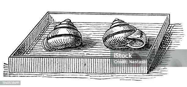 Snail In The Collection Stock Illustration - Download Image Now - 19th Century Style, Agate, Aging Process