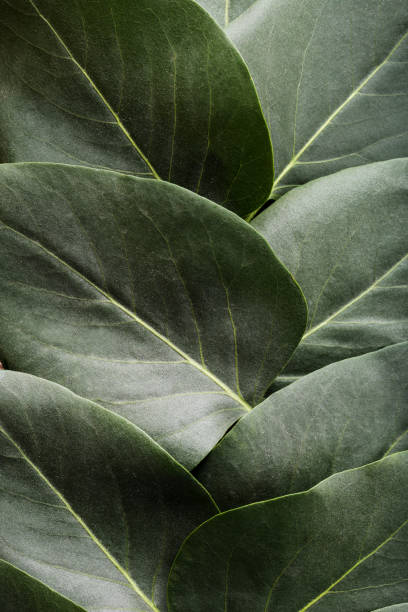 istock Background of green leafs 1140519597