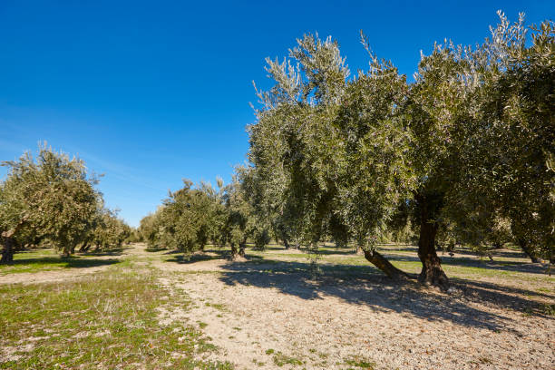 istock Olive tree fields in Andalusia. Spanish agricultural harvest landscape. Spain 1140519859