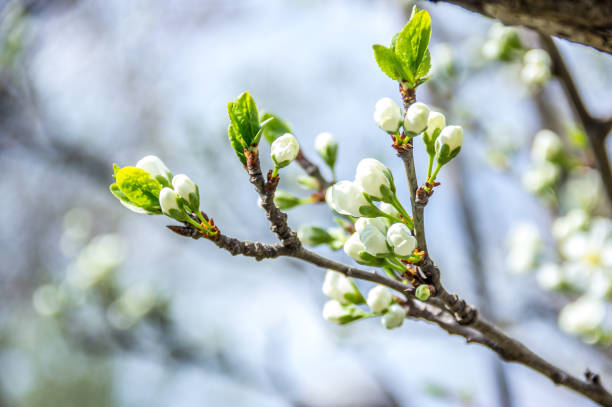 istock Plum branch with flowers. Blooming plum 1140520685